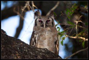 African Eagle Owl.jpg