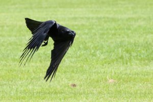 CrowFlying.JPG