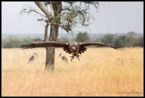 Lappet Faced Vulture.jpg