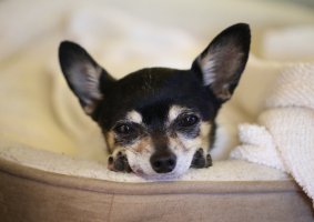 1F3A8172 prudence.jpg