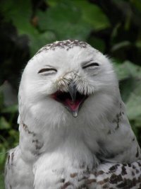 bird_laughing.jpg