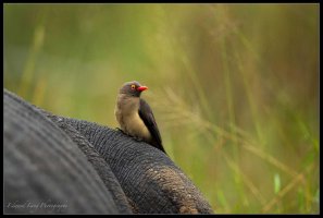Ox pecker on a Rhino.jpg