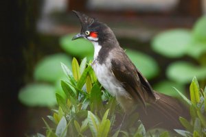 Red-whiskered Bulbul (Pycnonotus jocosus).jpg