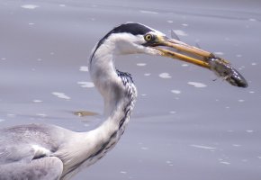Heron+Fish1_1269CloseUp.jpg