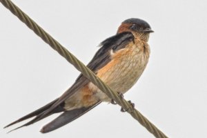 What is the name of this bird.jpg