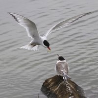 Tern_7D_100-400@100f5_1600.jpg