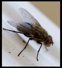 fly01.jpg