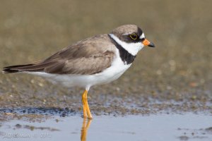 SP-plover.jpg