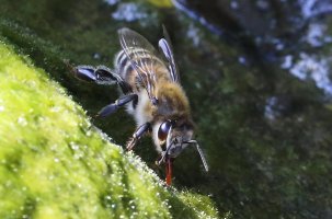 1F3A9370bee.jpg