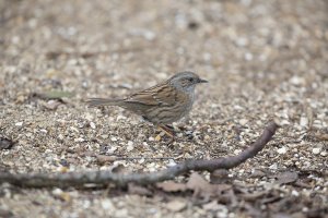 Dunnock_2741_1200x800.jpg
