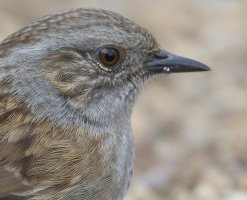 Dunnock_2741_763x619.jpg