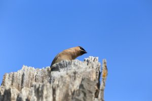 CedarWaxwingUncropped.JPG