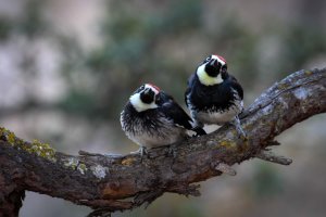 Pair of Peckers.jpg