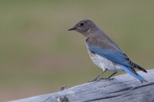 Blue_Bird (1 of 1).jpg