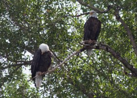 Eagle Pair (1 of 1).jpg