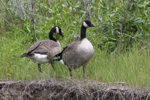 Canadian-Geese-Sharpened.jpg