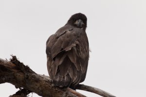 Young_Eagle (1 of 1).jpg