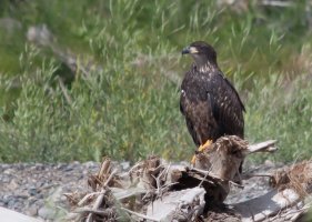 Young Eagle 2 (1 of 1).jpg