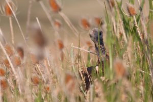 Peekaboo (1 of 1).jpg