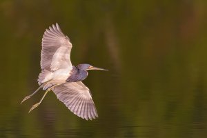 TriColor Heron Banking Web.jpg