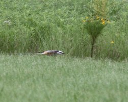 On the Hunt_98A3620.JPG