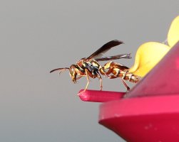 Wasp_98A3764.JPG