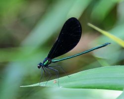 Male_98A3414.JPG