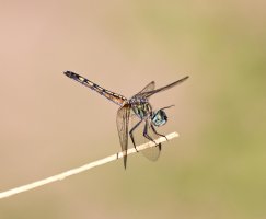 5N4B5421.jpg