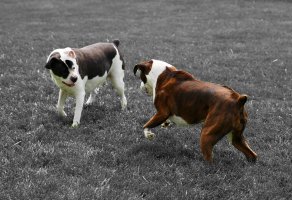 H59A1992 crop4 (Large).JPG