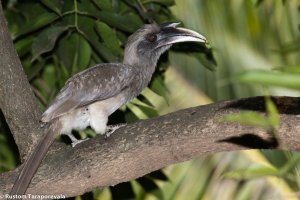 Hornbill-1.jpg