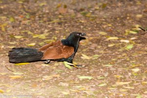 Crow Pheasent-3.jpg