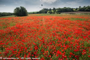 Poppie field.jpg