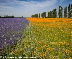 Fields of colour.jpg