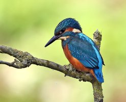 Malekingfisher6734.jpg