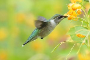 hummingbird_s.JPG