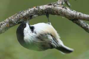 BCChickadee.JPG