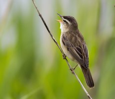SedgeWarbler4A4863.jpg