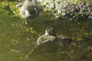 Out!_It's my pool.JPG