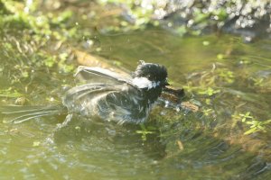 Out!_It's my pool2.JPG