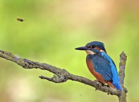 Kingfisher+Bee4A6749N.jpg