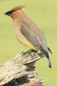 cedar waxwing.JPG