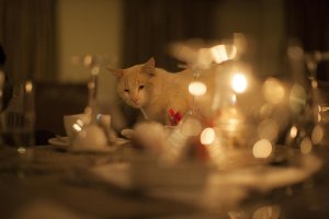 Cat's Night Out 1.jpg