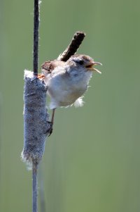 Marsh Wren.jpg