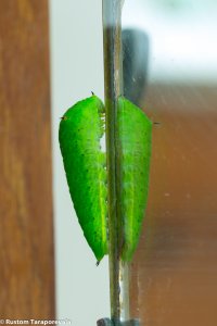 GreenCaterpillarSmall-1.jpg