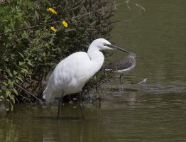 Egret+SandPiper+DragonFly2U4A7254.jpg