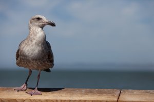 gull2.jpg