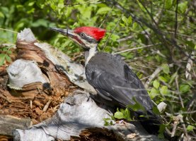 1755 - Pileated Woodpecker.jpg