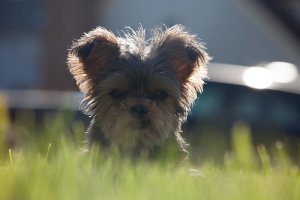 dog.jpg