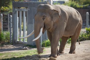 elephant.jpg