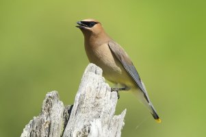 CWaxwing_5652.JPG